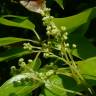 Fotografia 7 da espécie Cinnamomum camphora do Jardim Botânico UTAD