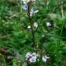 Fotografia 6 da espécie Cardamine hirsuta do Jardim Botânico UTAD