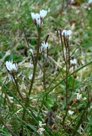 Fotografia da espécie Cardamine hirsuta