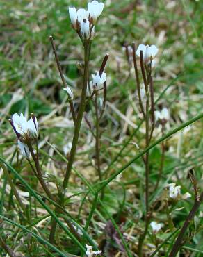 Fotografia 7 da espécie Cardamine hirsuta no Jardim Botânico UTAD