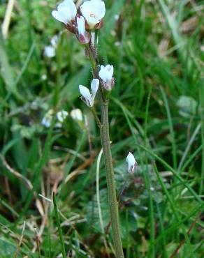 Fotografia 8 da espécie Cardamine hirsuta no Jardim Botânico UTAD