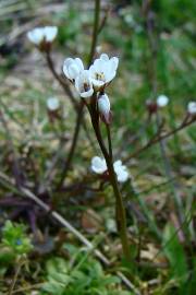 Fotografia da espécie Cardamine hirsuta