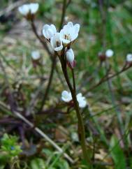 Cardamine hirsuta