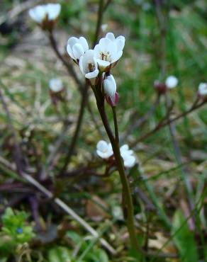 Fotografia 1 da espécie Cardamine hirsuta no Jardim Botânico UTAD