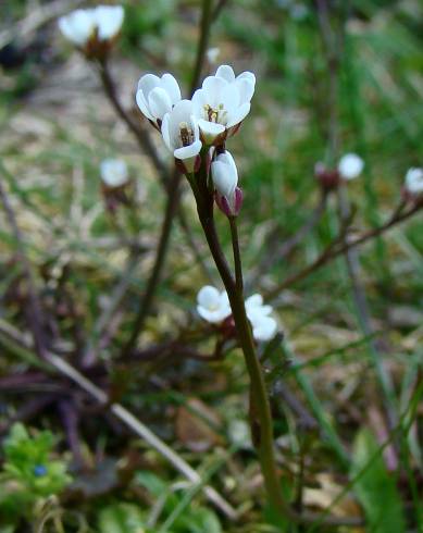 Fotografia de capa Cardamine hirsuta - do Jardim Botânico