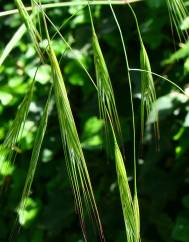 Bromus diandrus