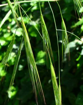 Fotografia 1 da espécie Bromus diandrus no Jardim Botânico UTAD