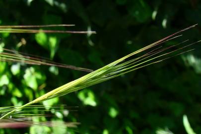 Fotografia da espécie Bromus diandrus