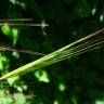 Fotografia 4 da espécie Bromus diandrus do Jardim Botânico UTAD