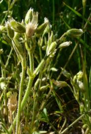 Fotografia da espécie Cerastium ramosissimum