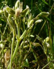 Cerastium ramosissimum