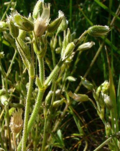 Fotografia de capa Cerastium ramosissimum - do Jardim Botânico