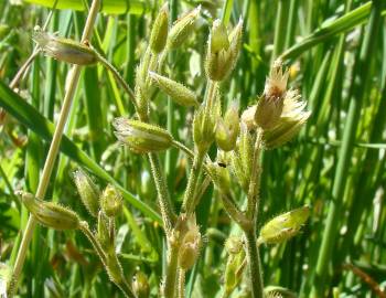 Fotografia da espécie Cerastium ramosissimum