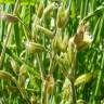 Fotografia 2 da espécie Cerastium ramosissimum do Jardim Botânico UTAD