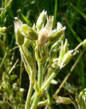 Fotografia 3 da espécie Cerastium ramosissimum no Jardim Botânico UTAD