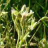 Fotografia 3 da espécie Cerastium ramosissimum do Jardim Botânico UTAD