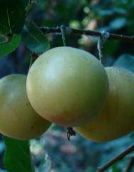 Prunus domestica var. syriaca