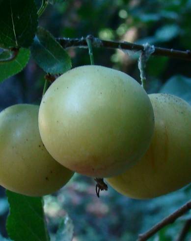 Fotografia de capa Prunus domestica var. syriaca - do Jardim Botânico