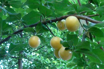 Fotografia da espécie Prunus domestica var. syriaca