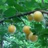 Fotografia 2 da espécie Prunus domestica var. syriaca do Jardim Botânico UTAD