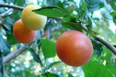 Fotografia da espécie Prunus domestica var. syriaca