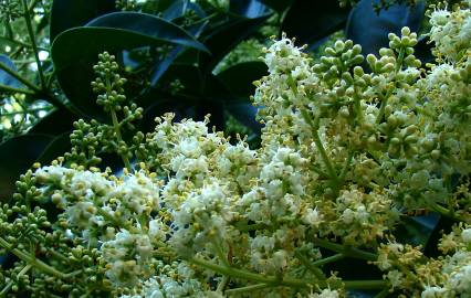 Fotografia da espécie Ligustrum lucidum