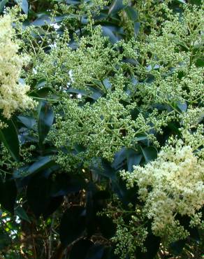 Fotografia 3 da espécie Ligustrum lucidum no Jardim Botânico UTAD