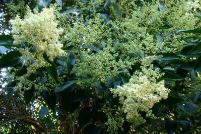 Fotografia da espécie Ligustrum lucidum