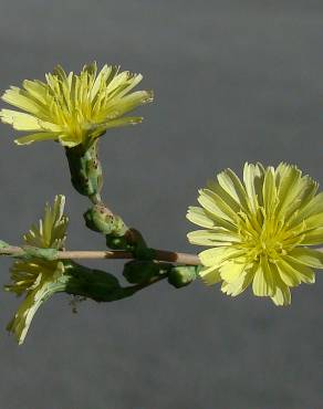 Fotografia 1 da espécie Lactuca serriola for. integrifolia no Jardim Botânico UTAD