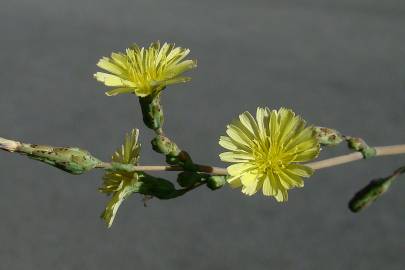 Fotografia da espécie Lactuca serriola for. integrifolia