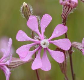 Fotografia da espécie Silene colorata