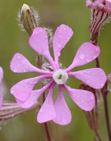 Fotografia de capa Silene colorata - do Jardim Botânico