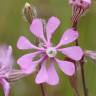 Fotografia 1 da espécie Silene colorata do Jardim Botânico UTAD