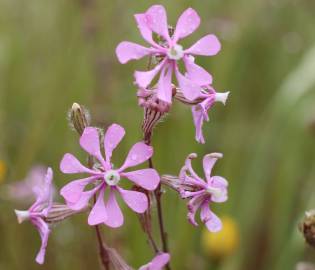 Fotografia da espécie Silene colorata