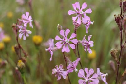 Fotografia da espécie Silene colorata