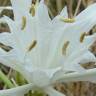 Fotografia 3 da espécie Pancratium maritimum do Jardim Botânico UTAD