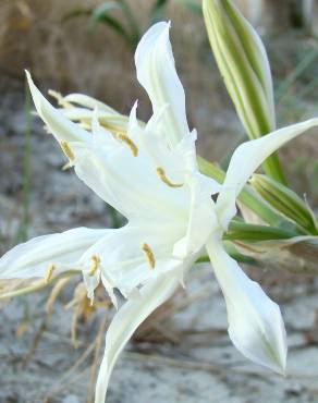 Fotografia 4 da espécie Pancratium maritimum no Jardim Botânico UTAD