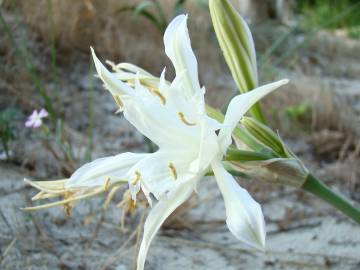 Fotografia da espécie Pancratium maritimum