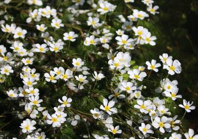 Fotografia da espécie Ranunculus peltatus subesp. peltatus