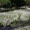 Fotografia 3 da espécie Ranunculus peltatus subesp. peltatus do Jardim Botânico UTAD