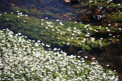 Fotografia da espécie Ranunculus peltatus subesp. peltatus