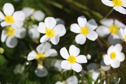 Fotografia da espécie Ranunculus peltatus subesp. peltatus