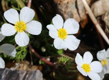 Fotografia da espécie Ranunculus peltatus subesp. peltatus