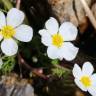 Fotografia 8 da espécie Ranunculus peltatus subesp. peltatus do Jardim Botânico UTAD