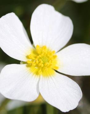 Fotografia 9 da espécie Ranunculus peltatus subesp. peltatus no Jardim Botânico UTAD