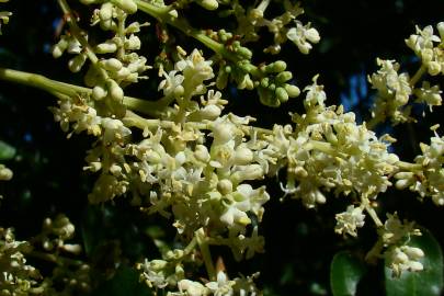 Fotografia da espécie Ligustrum lucidum