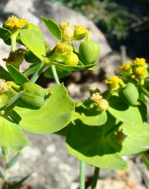 Fotografia 6 da espécie Euphorbia serrata no Jardim Botânico UTAD