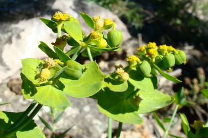 Fotografia da espécie Euphorbia serrata
