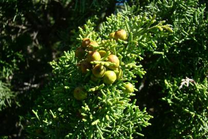 Fotografia da espécie Juniperus phoenicea