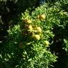 Fotografia 8 da espécie Juniperus phoenicea do Jardim Botânico UTAD